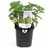 95mm Food for Life Hot and Spicy Oregano - Origanum sp