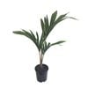 3.3L Chatham Island Nikau Palm