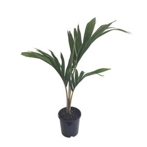 3.3L Chatham Island Nikau Palm