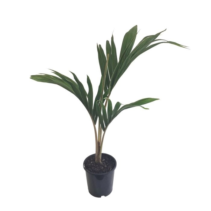 3.3L Chatham Island Nikau Palm