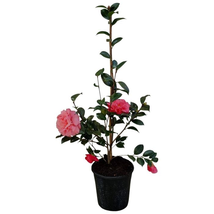 4L Camellia - Sasanqua japonica