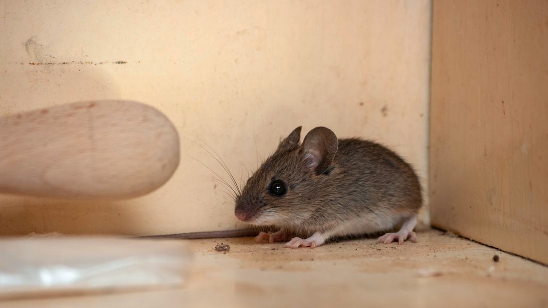 Mouse image for article