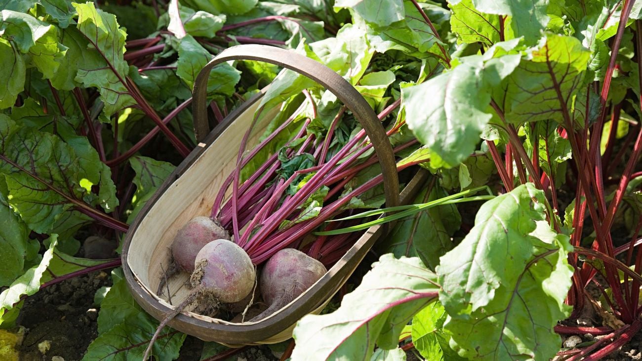 Harvested beetroot in a basket