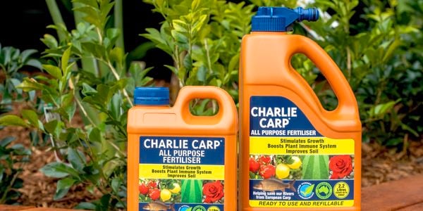 Charlie carp bottles placed on display 