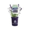 140mm Lavander English Summer Blue