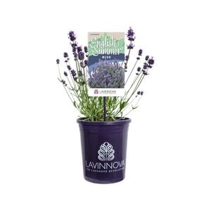 140mm Lavander English Summer Blue