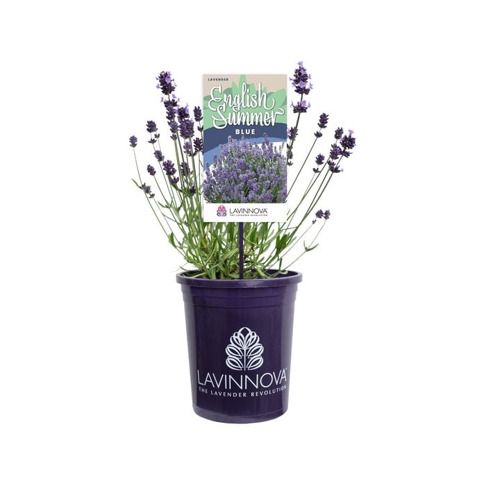 140mm Lavander English Summer Blue
