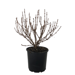 4.5L Weigela - Weigela florida Variegata