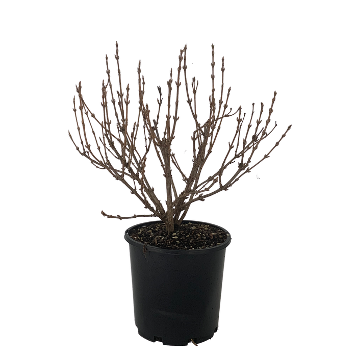 4.5L Weigela - Weigela florida Variegata