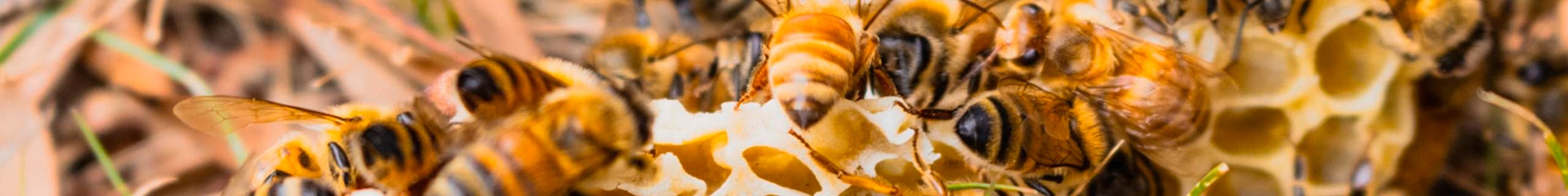 Bees on Honeycomb