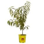250mm Double Jewel Peach - Prunus persica