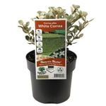140mm White Correa - Correa alba