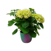 150mm Hydrangea in Ceramic Pot