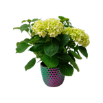 150mm Hydrangea in Ceramic Pot