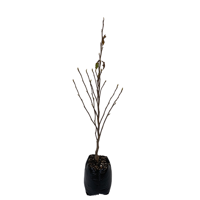 15L Tulip Tree - Magnolia susan