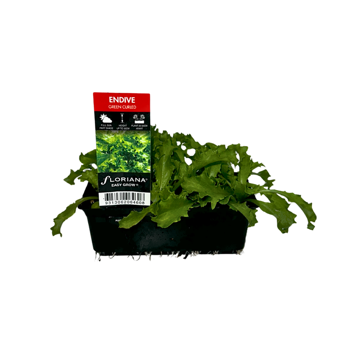 Punnet Endive Green Curled - Cichorium endivia