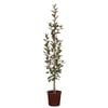 250mm Crab Apple - Malus Rejzam Rejoice