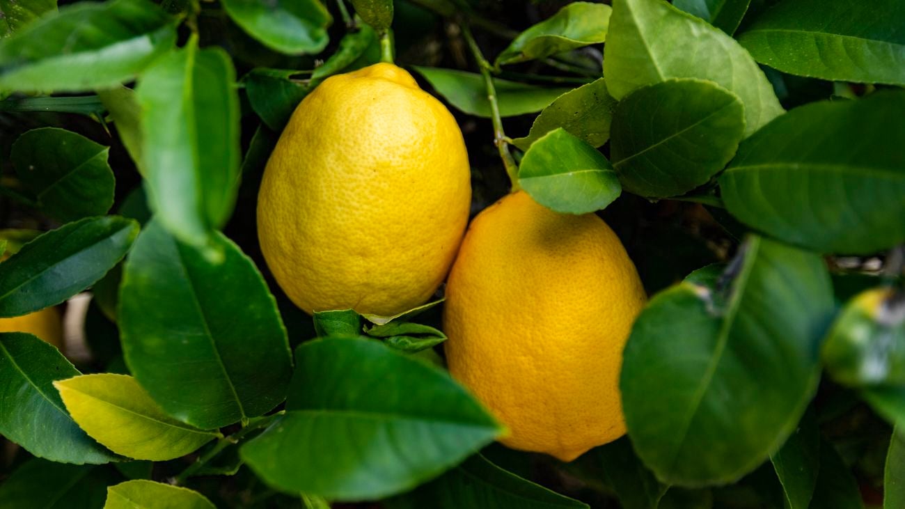 A dwarf lemon, fruit and leaves.
