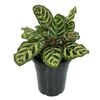 70mm Peacock Plant - Calathea makoyana
