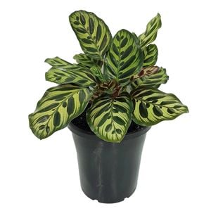 70mm Peacock Plant - Calathea makoyana