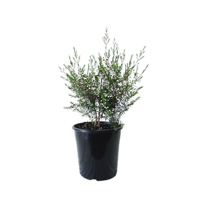 200mm Chamelaucium My Sweet 16 - Chamelaucium uncinatum