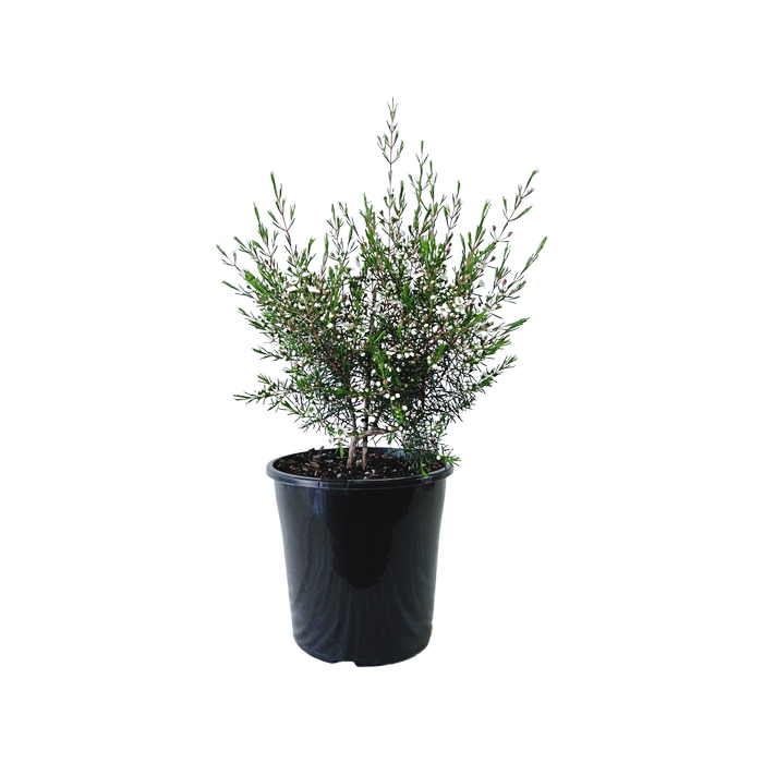 200mm Chamelaucium My Sweet 16 - Chamelaucium uncinatum