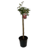 250mm Assorted PBR Patio Standard Roses - Rosa