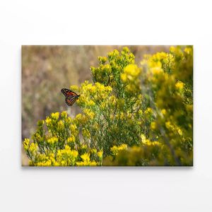 Butterfly Resting On a Plant  Print 100% Australian Made 90 x 60cm  (Stretched)