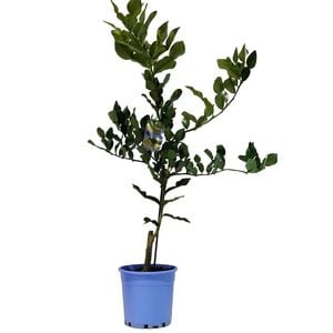 200mm Kaffir Lime - Citrus hystrix