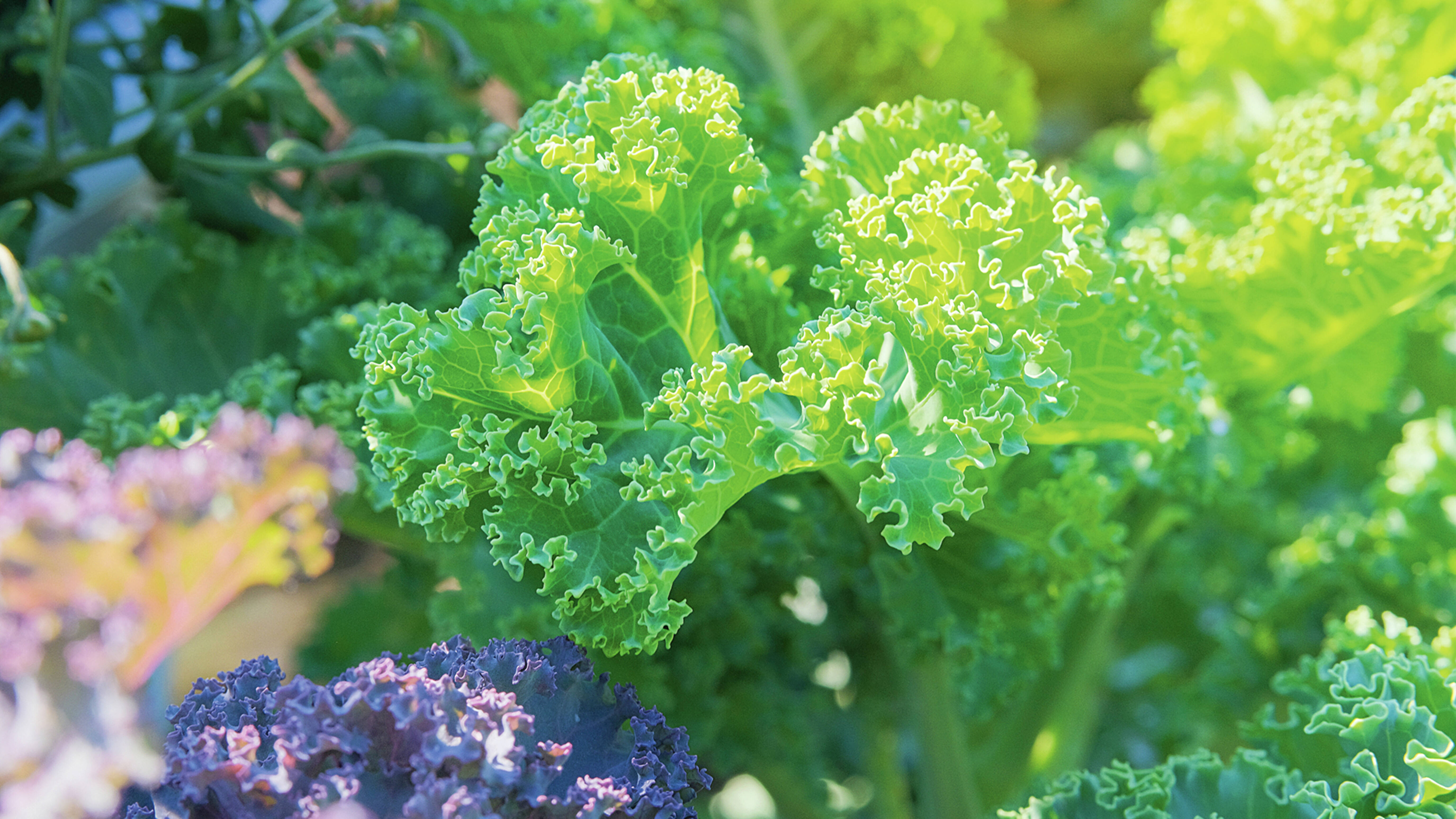 A close up of kale growing in a vegetable patch