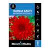 Bloomin Bulbs Dahlia Andrew Mitchell - 1 Pack