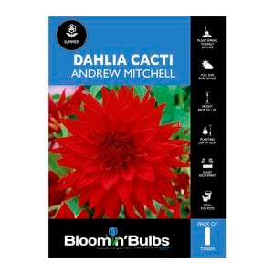 Bloomin Bulbs Dahlia Andrew Mitchell - 1 Pack