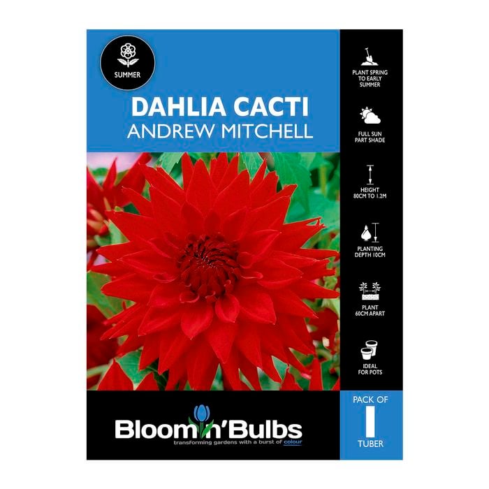 Bloomin Bulbs Dahlia Andrew Mitchell - 1 Pack