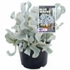200mm Blue Waves - Cotyledon orbiculata
