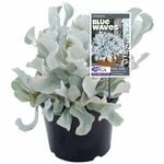 200mm Blue Waves - Cotyledon orbiculata