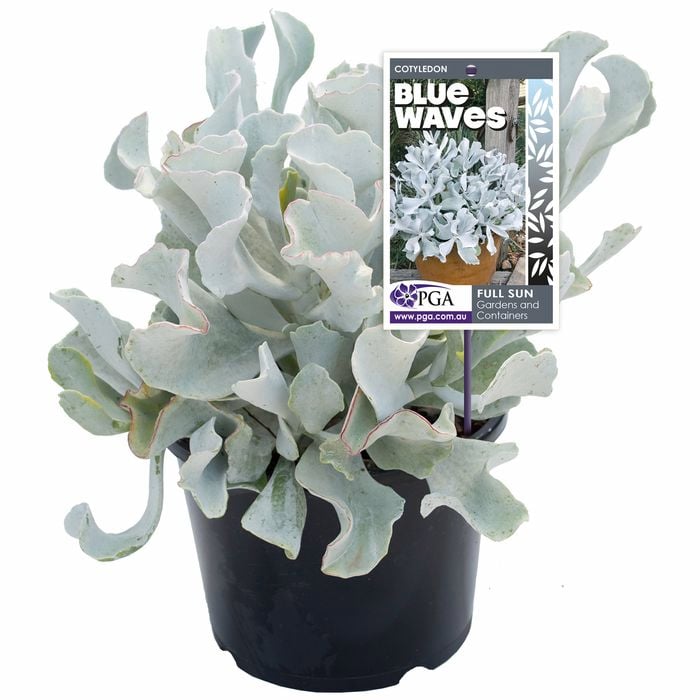 200mm Blue Waves - Cotyledon orbiculata