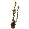 270mm Laurus Miles Choide