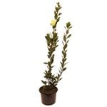 270mm Laurus Miles Choide