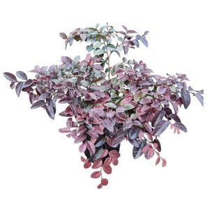 4L Burgundy Fringe Flower - Loropetalum chinense Burgundy