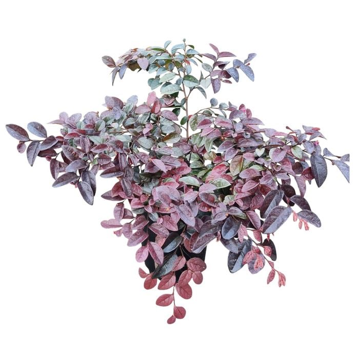 4L Burgundy Fringe Flower - Loropetalum chinense Burgundy