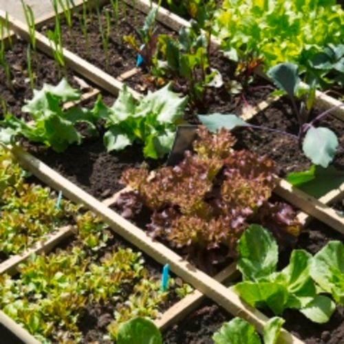 Top view of a veggie patch