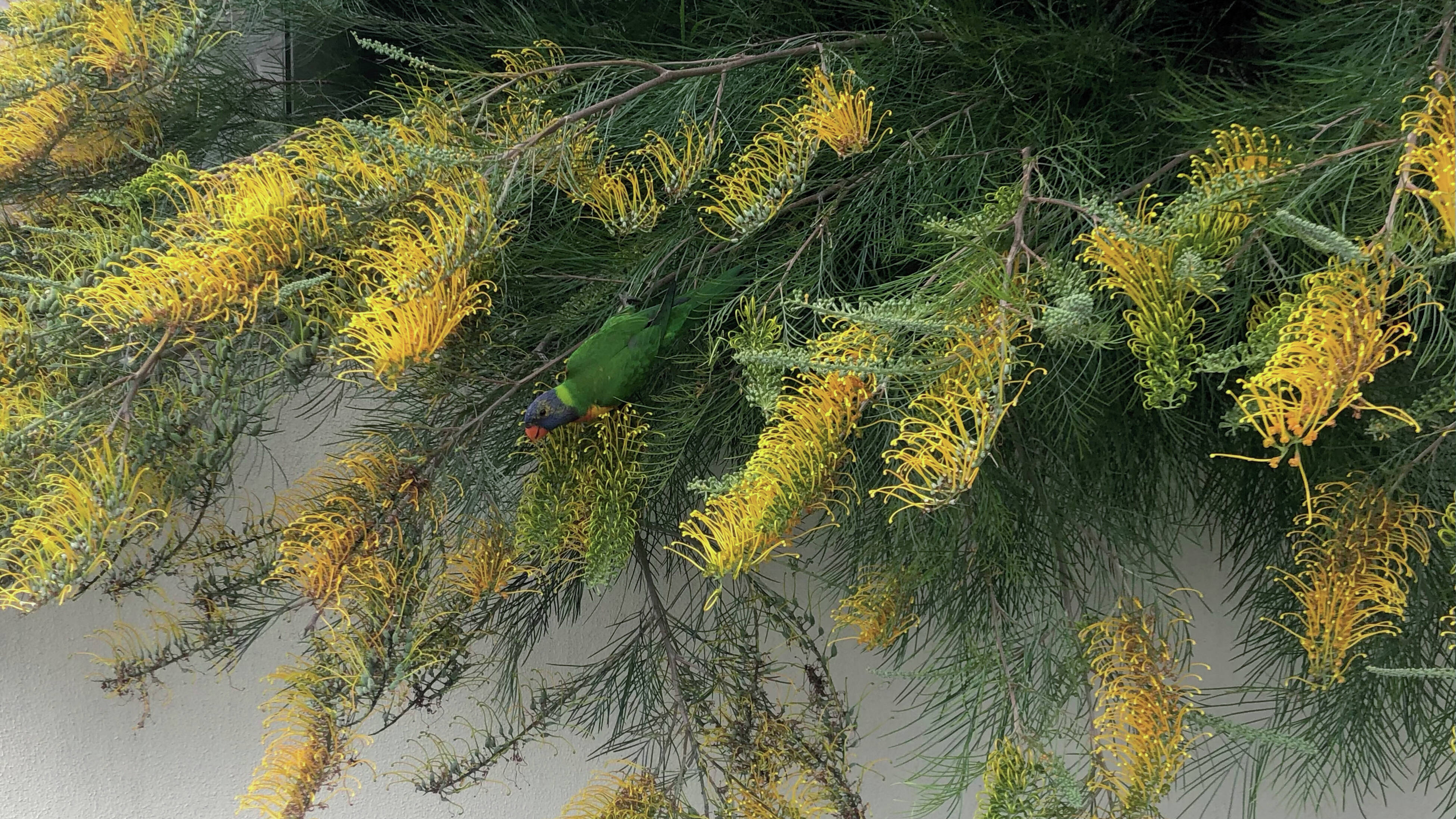 Close up of a grevillea plant with yellow flowers and green foliage.]