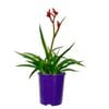 140mm Kangaroo Paw 'Bush Inferno' - Anigozanthos hybrid