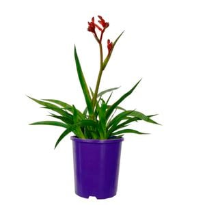 140mm Kangaroo Paw 'Bush Inferno' - Anigozanthos hybrid