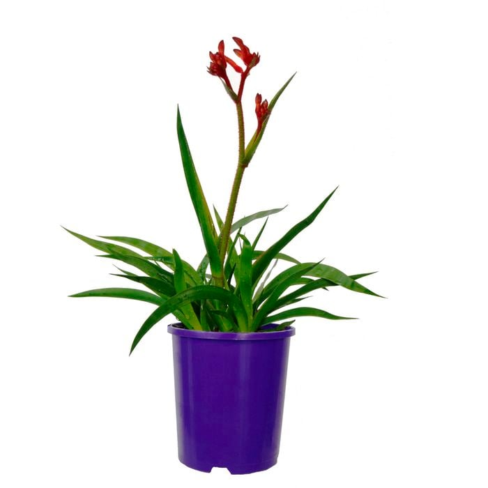 140mm Kangaroo Paw 'Bush Inferno' - Anigozanthos hybrid