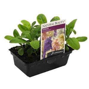 Stock Sonatina Punnet - Matthiola incana
