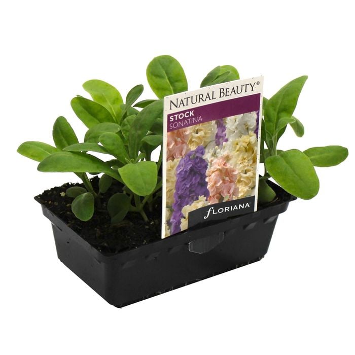 Stock Sonatina Punnet - Matthiola incana
