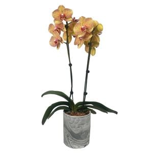 120mm Moth Orchid in Marble Pot - Phalaenopsis orchid