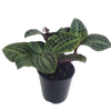 125mm Seersucker Plant - Geogenanthus poeppigii