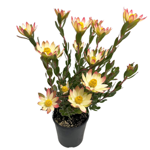 200mm Leucadendron Sundance - Leucadendron hybrid
